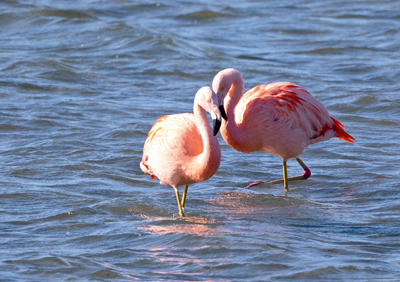 Flamingos